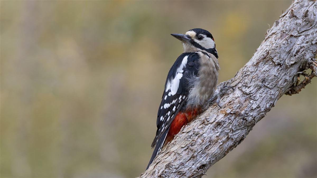 Great Spotted Woodpecker
