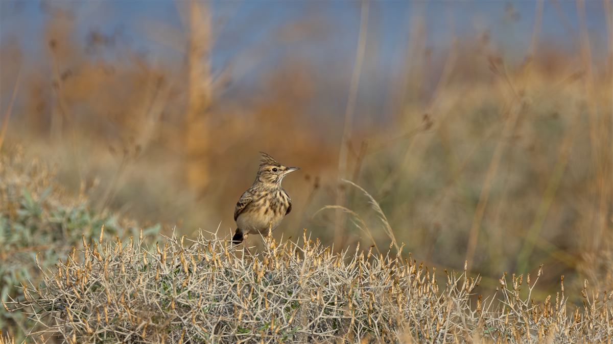 Crested Lark