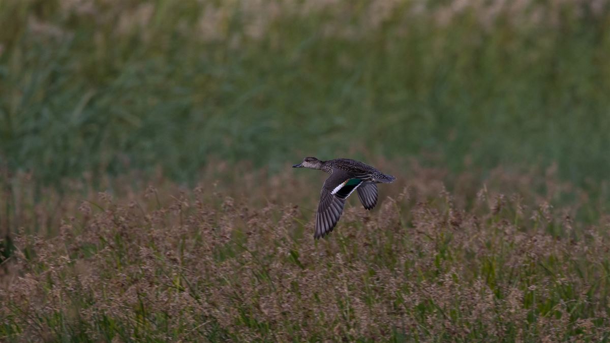 Eurasian Teal