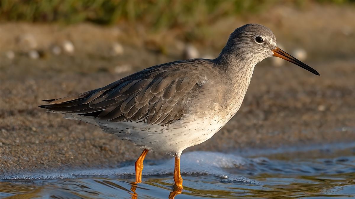 Common Redshank