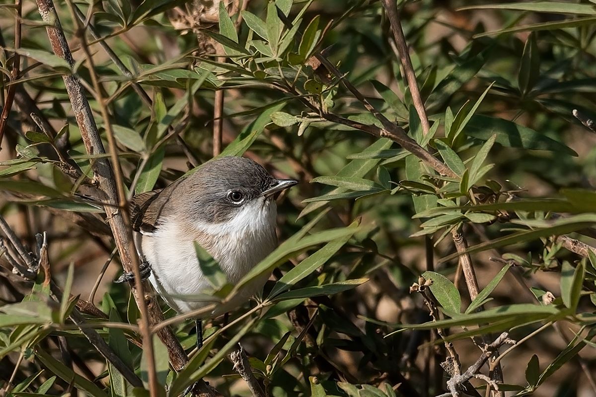 Lesser Whitethroat