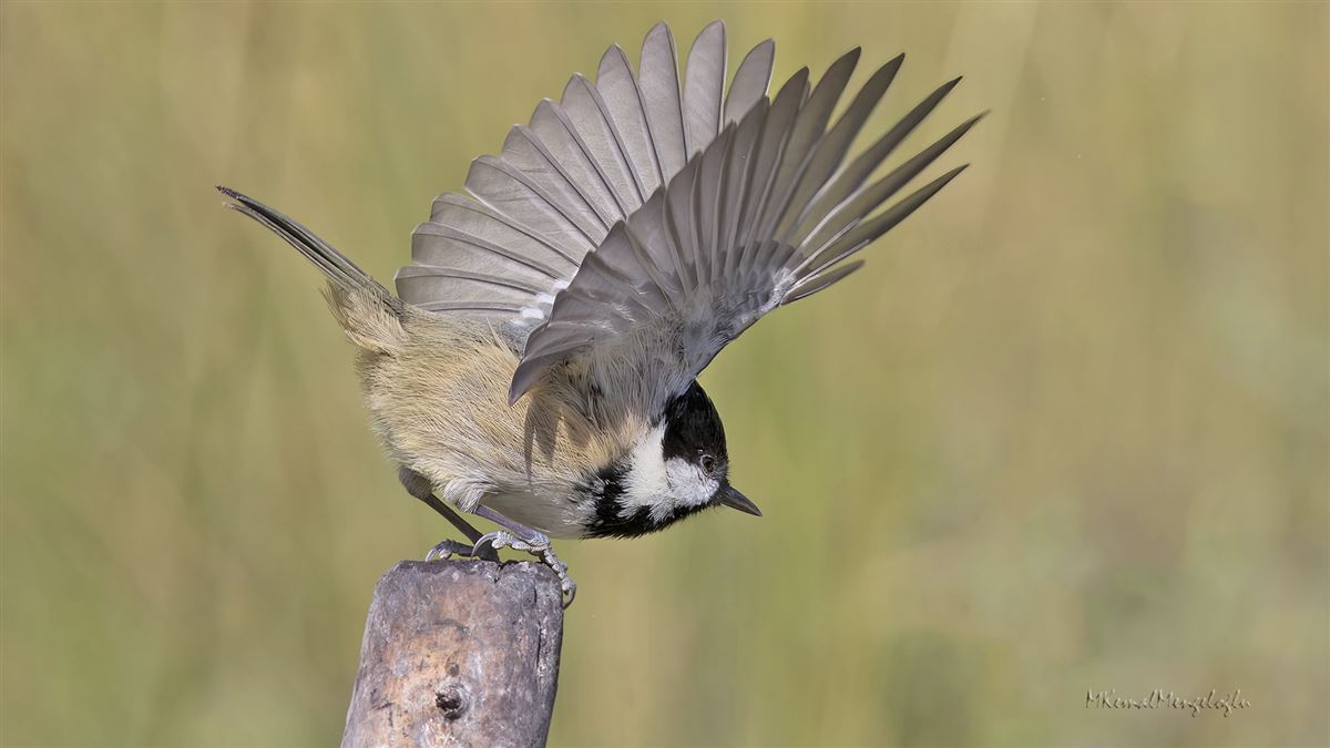 Coal Tit