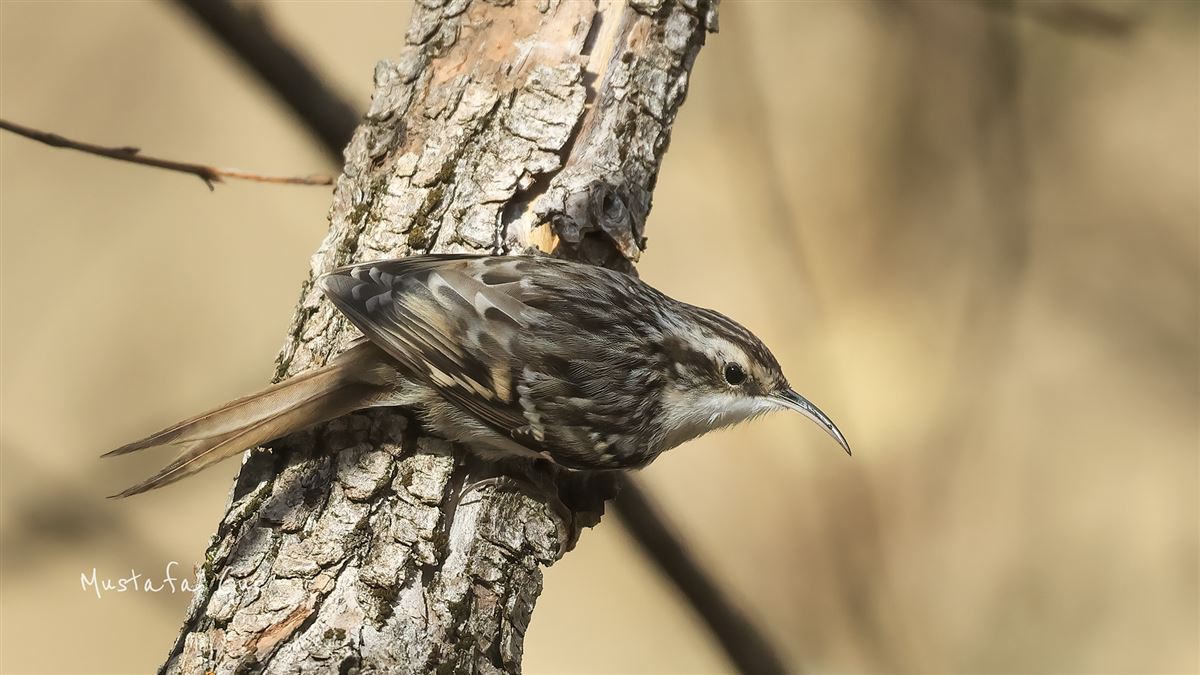 Short-toed Treecreeper