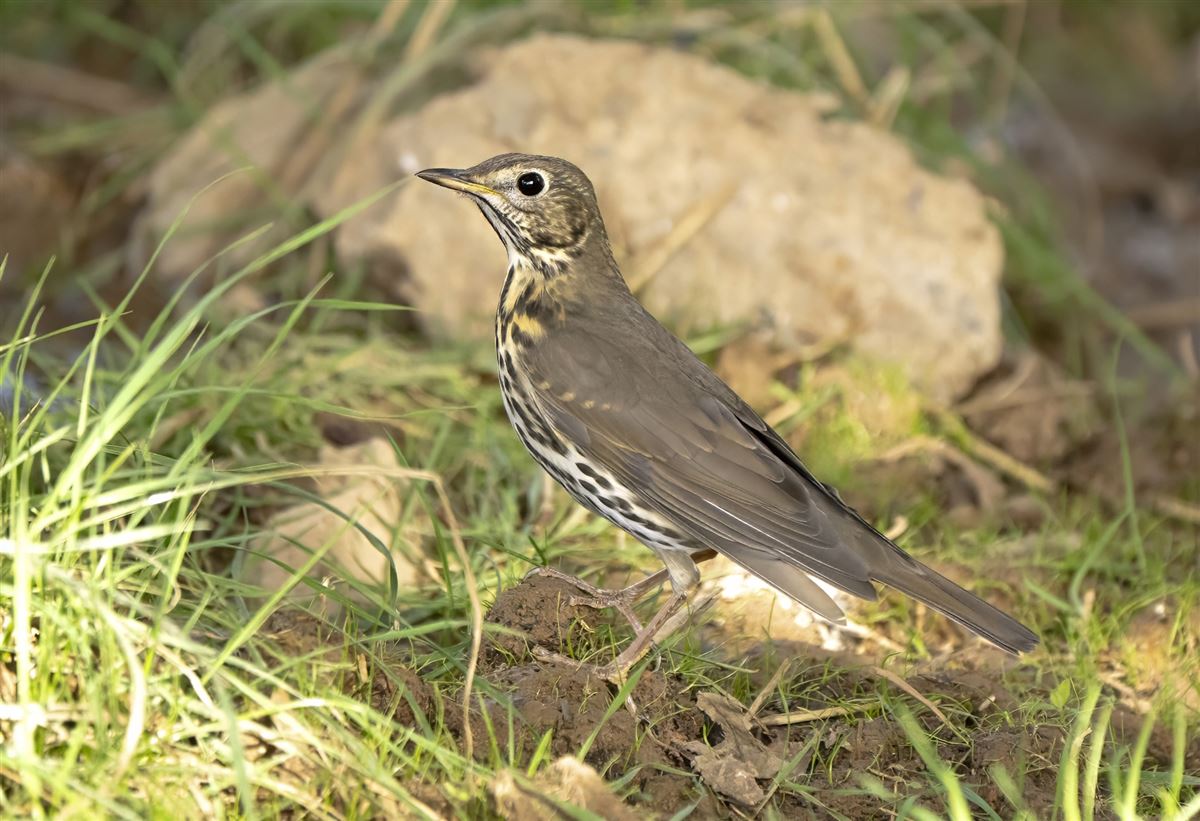 Song Thrush