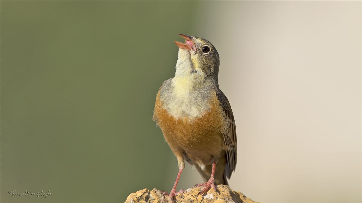 Ortolan Bunting