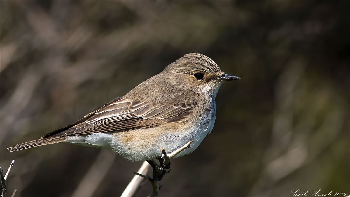 Spotted Flycatcher