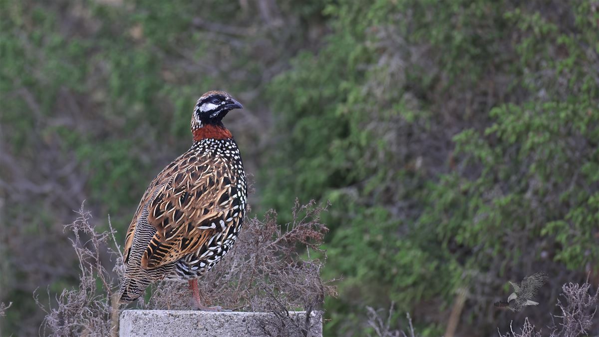 Black Francolin