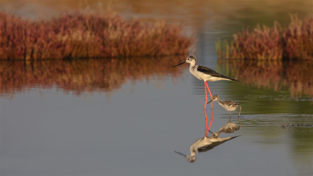 Black-winged Stilt