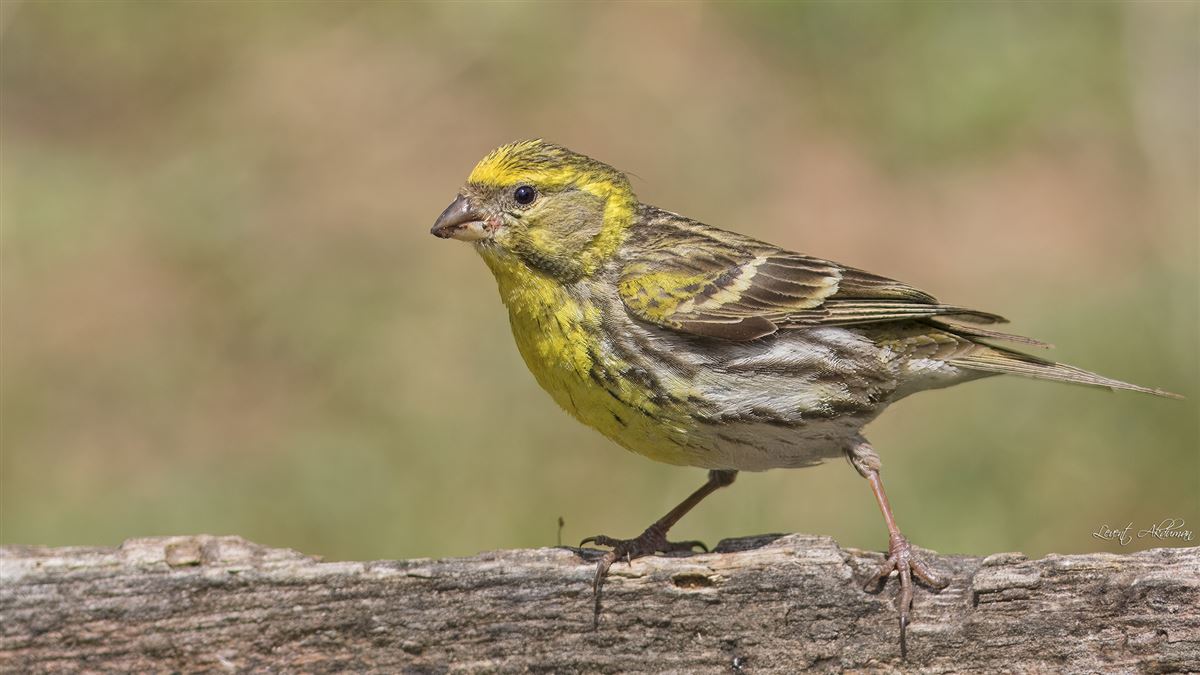 European Serin