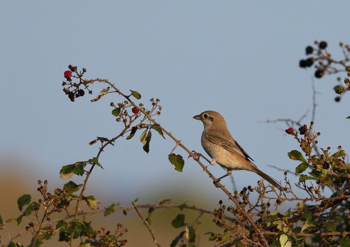 Isabelline Shrike
