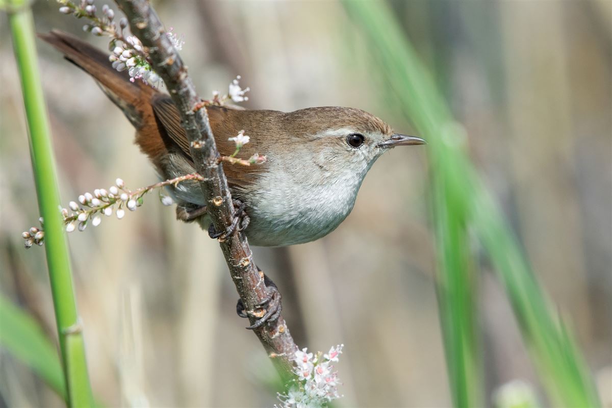 Cetti`s Warbler