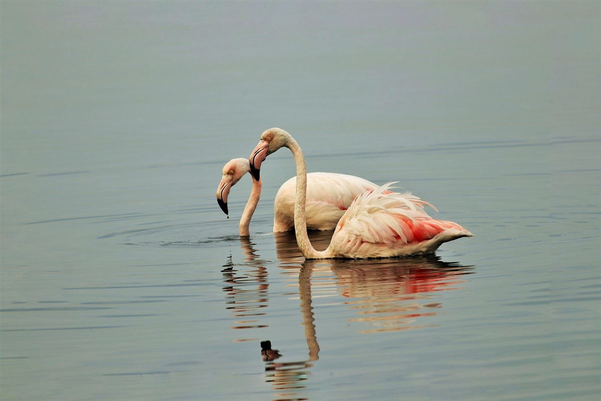 Greater Flamingo