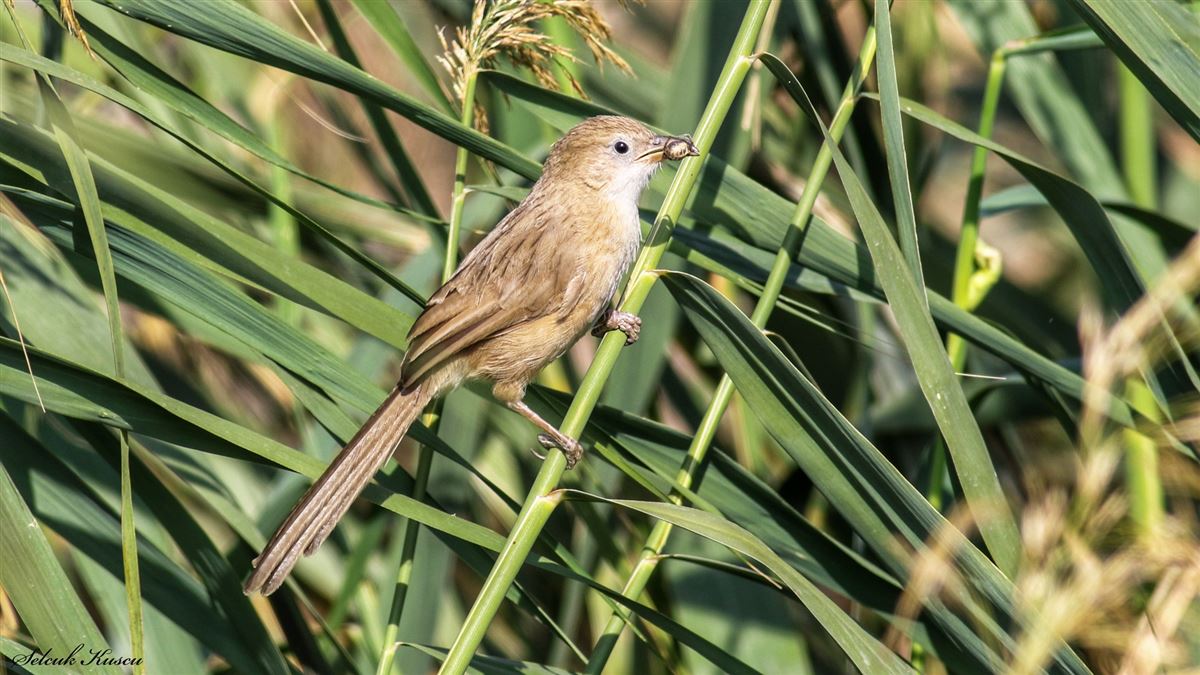Iraq Babbler