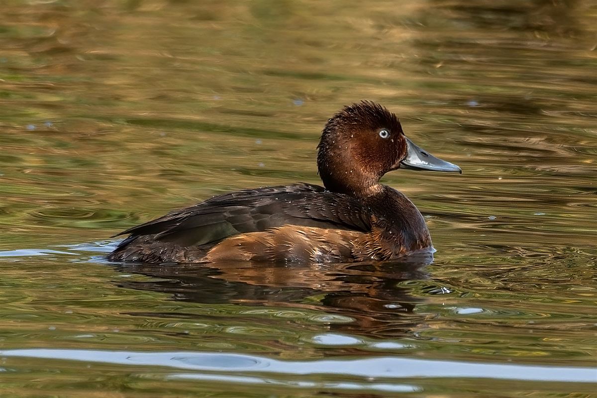Ferruginous Duck