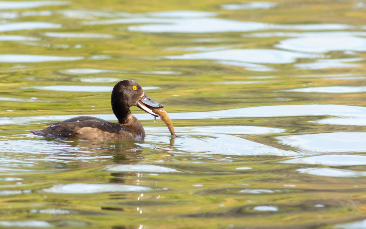 Tufted Duck