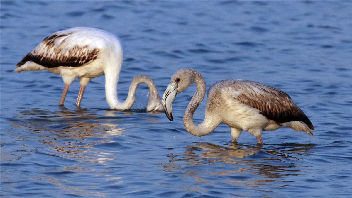 Greater Flamingo