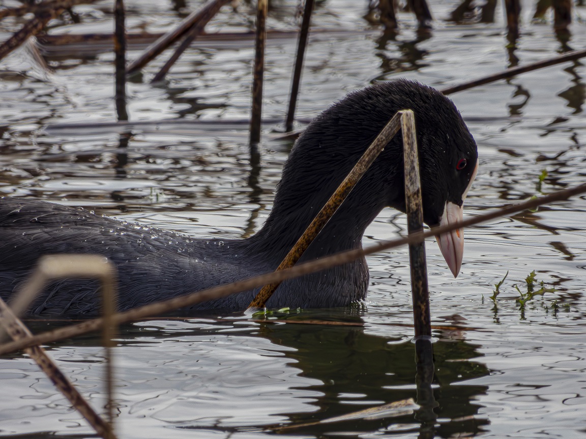 Eurasian Coot