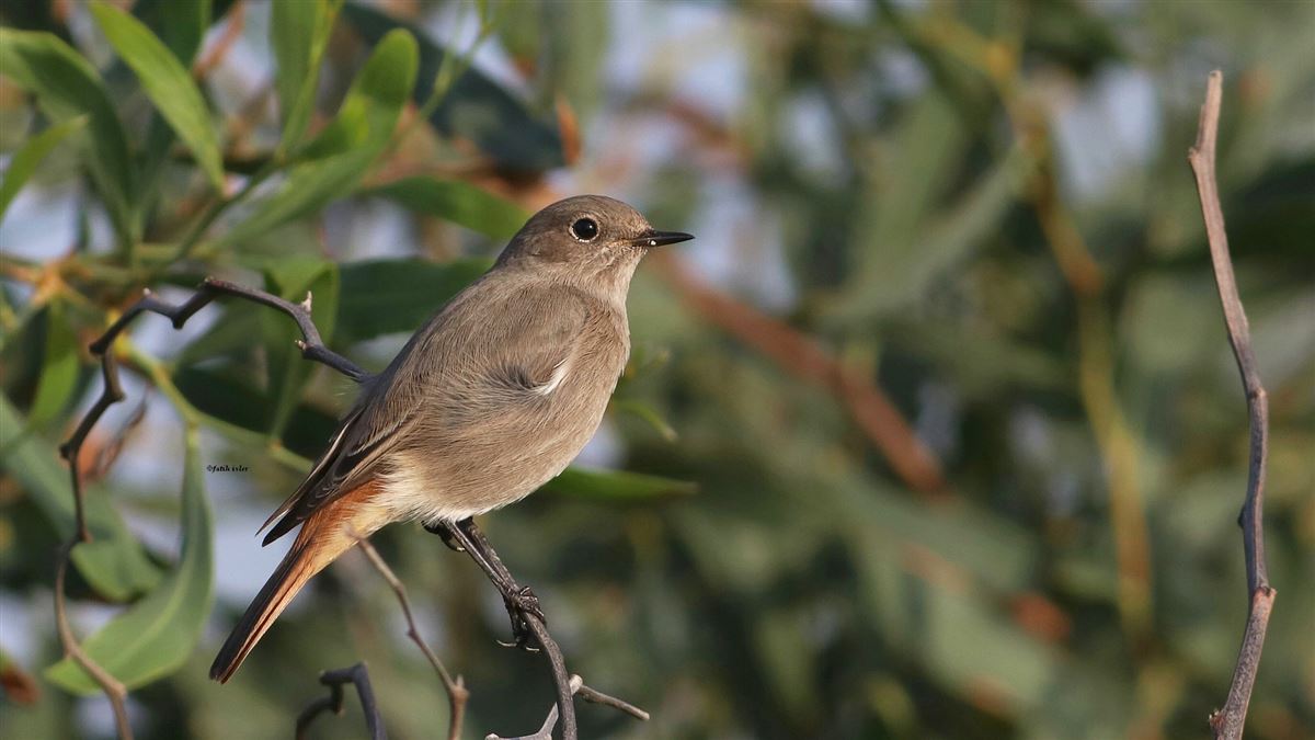 Black Redstart