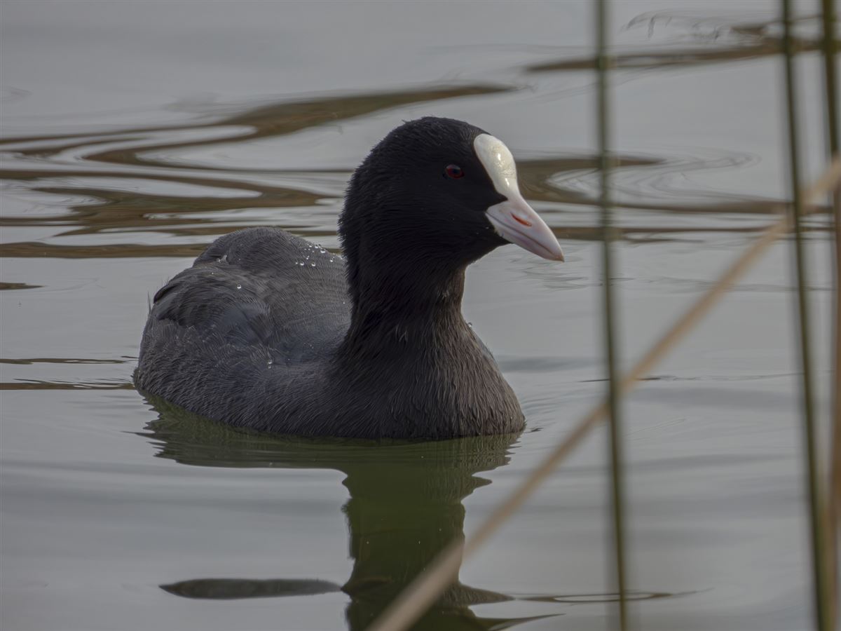 Eurasian Coot