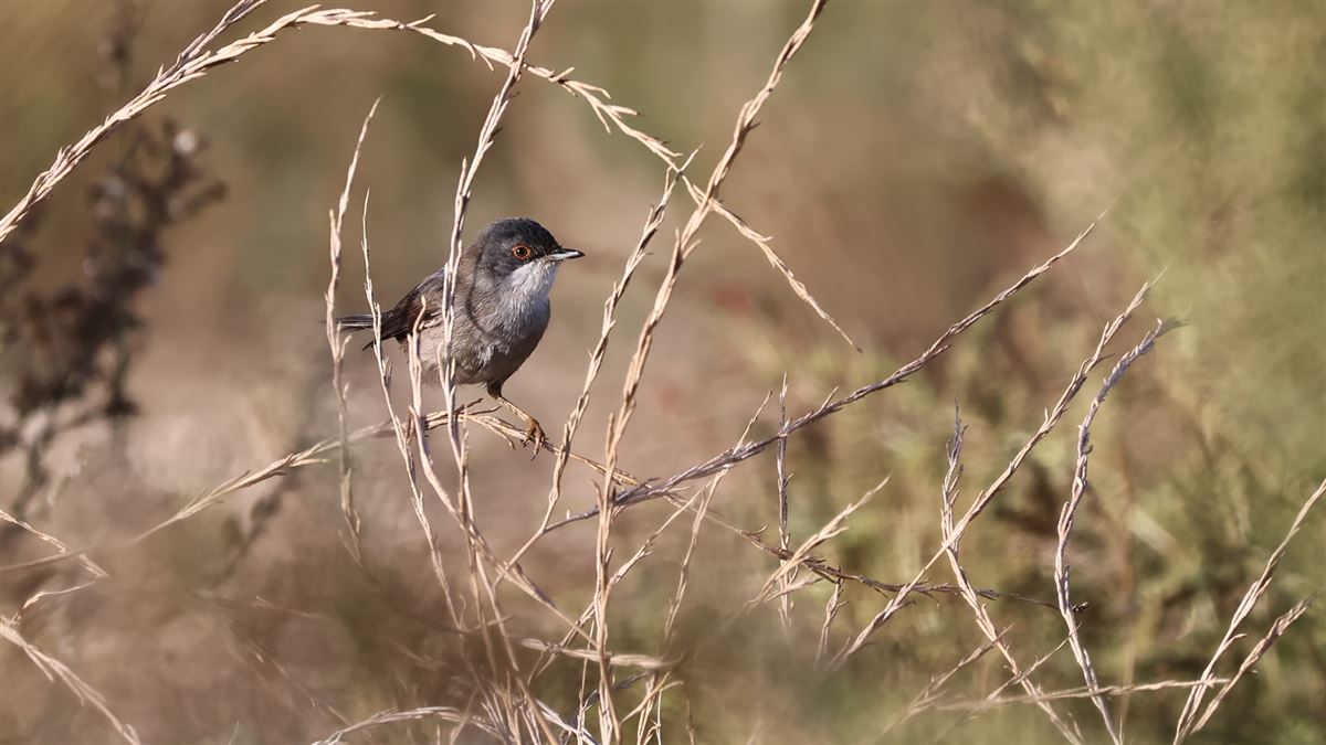 Sardinian Warbler