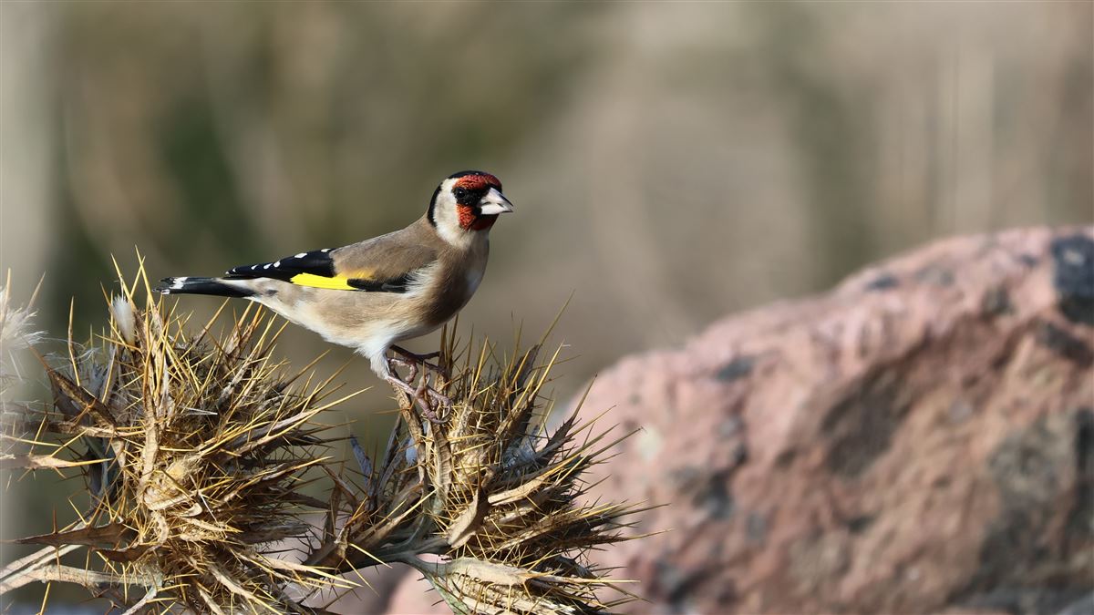 European Goldfinch