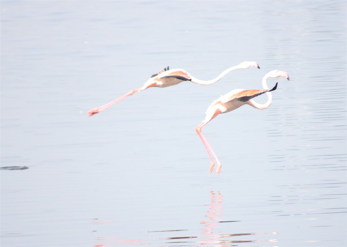 Greater Flamingo