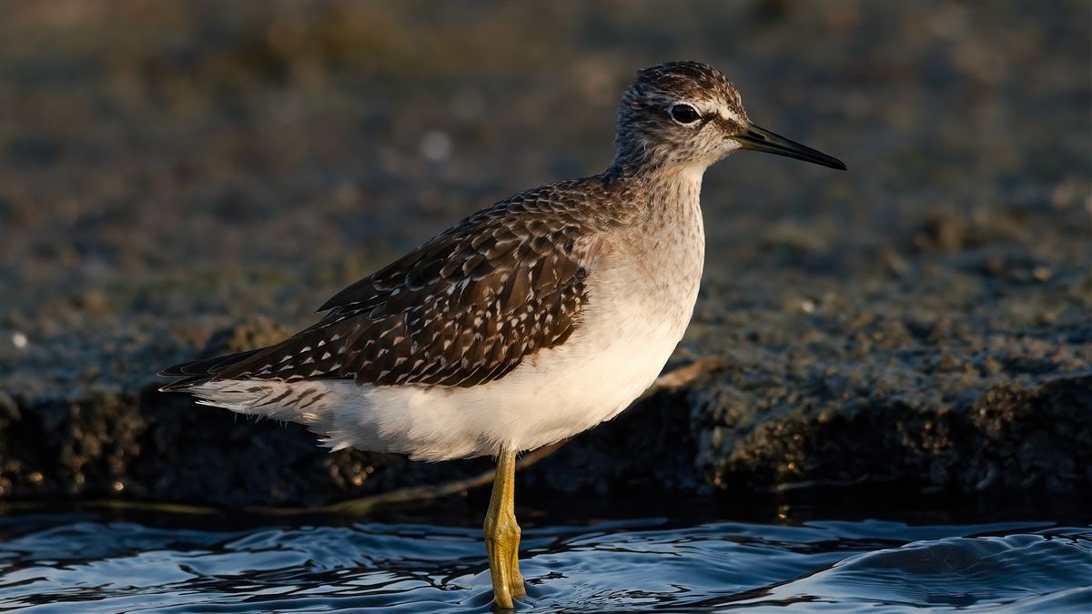 Wood Sandpiper