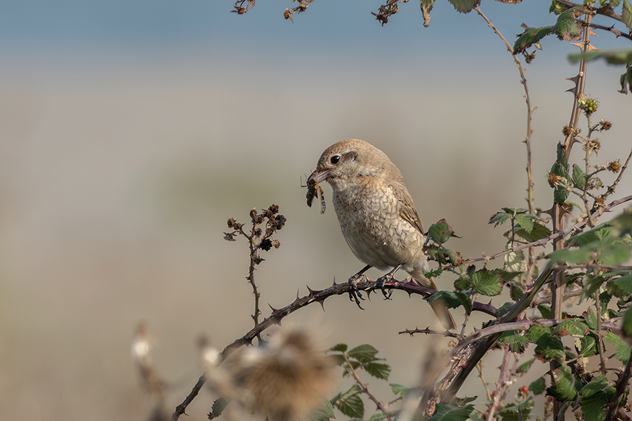 Isabelline Shrike
