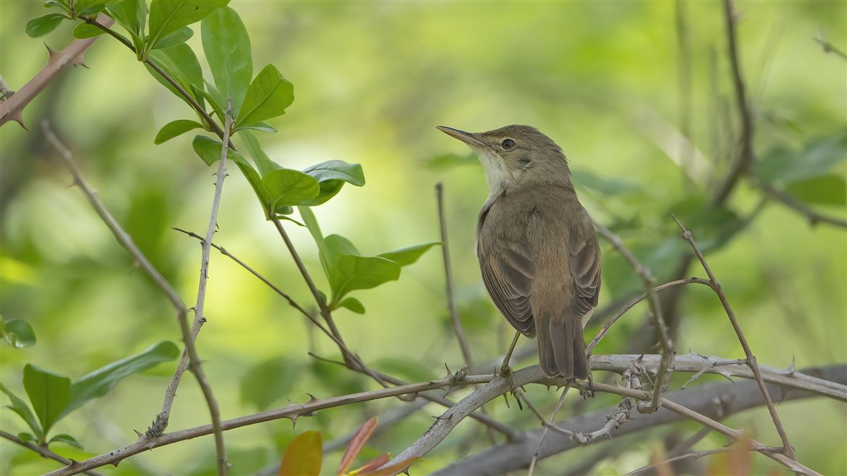 Marsh Warbler