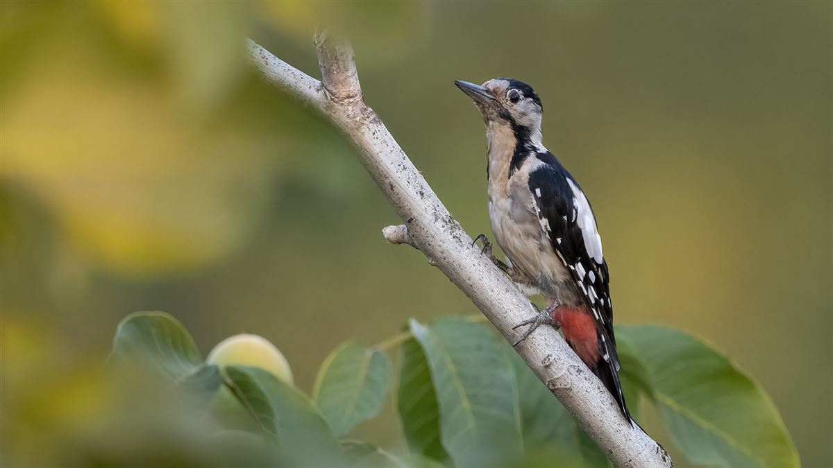 Syrian Woodpecker