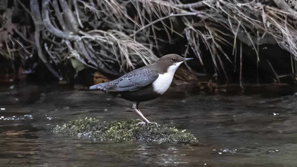 White-throated Dipper