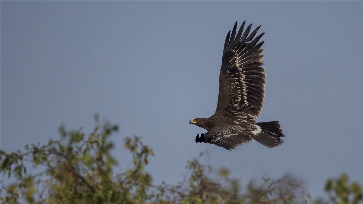 Greater Spotted Eagle
