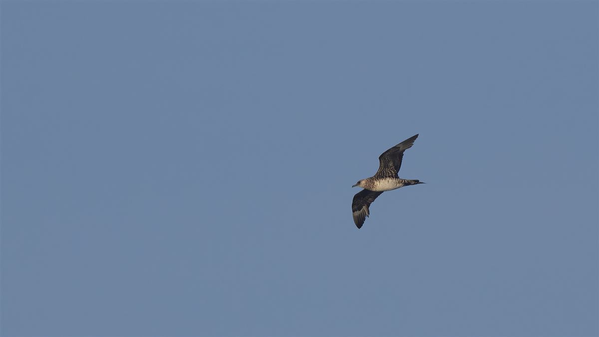 Parasitic Jaeger