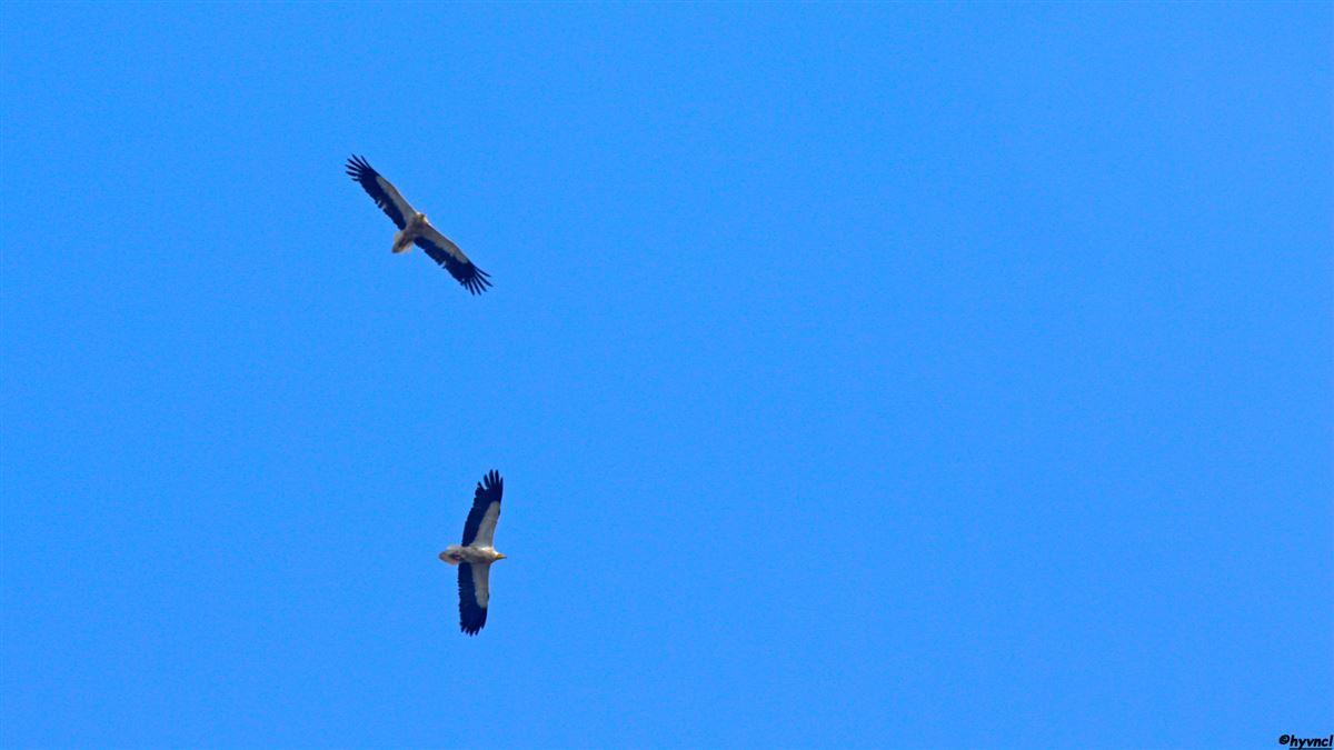 Egyptian Vulture
