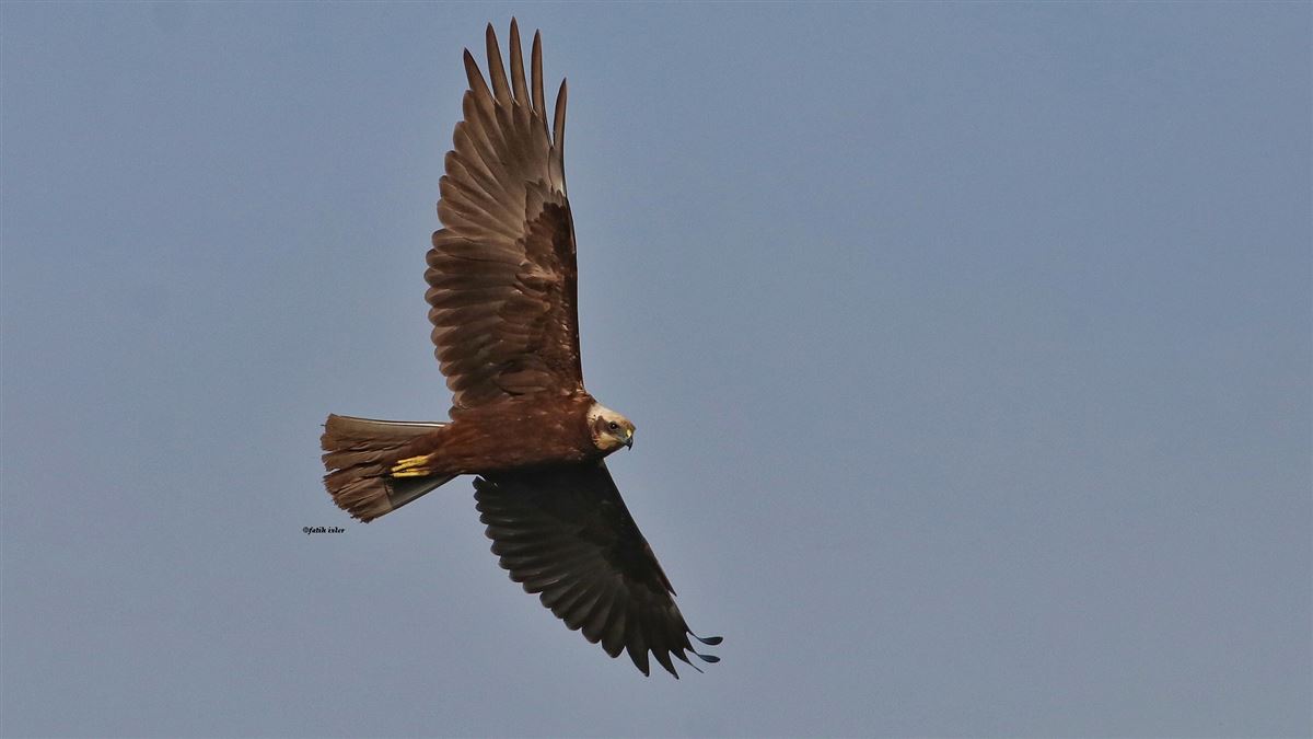 Western Marsh Harrier