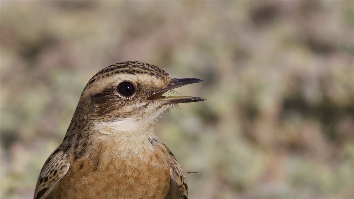 Whinchat