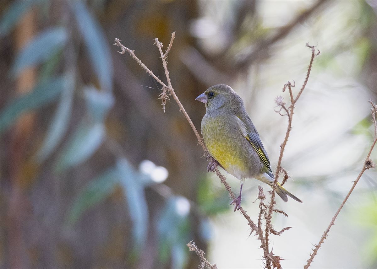 European Greenfinch
