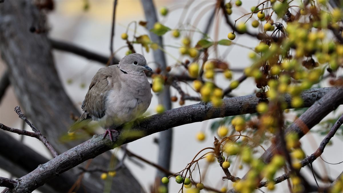 Eurasian Collared Dove