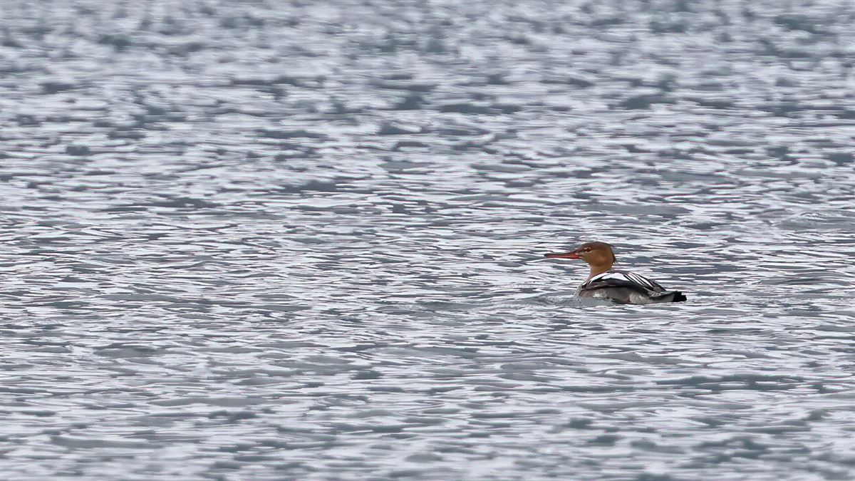 Red-breasted Merganser