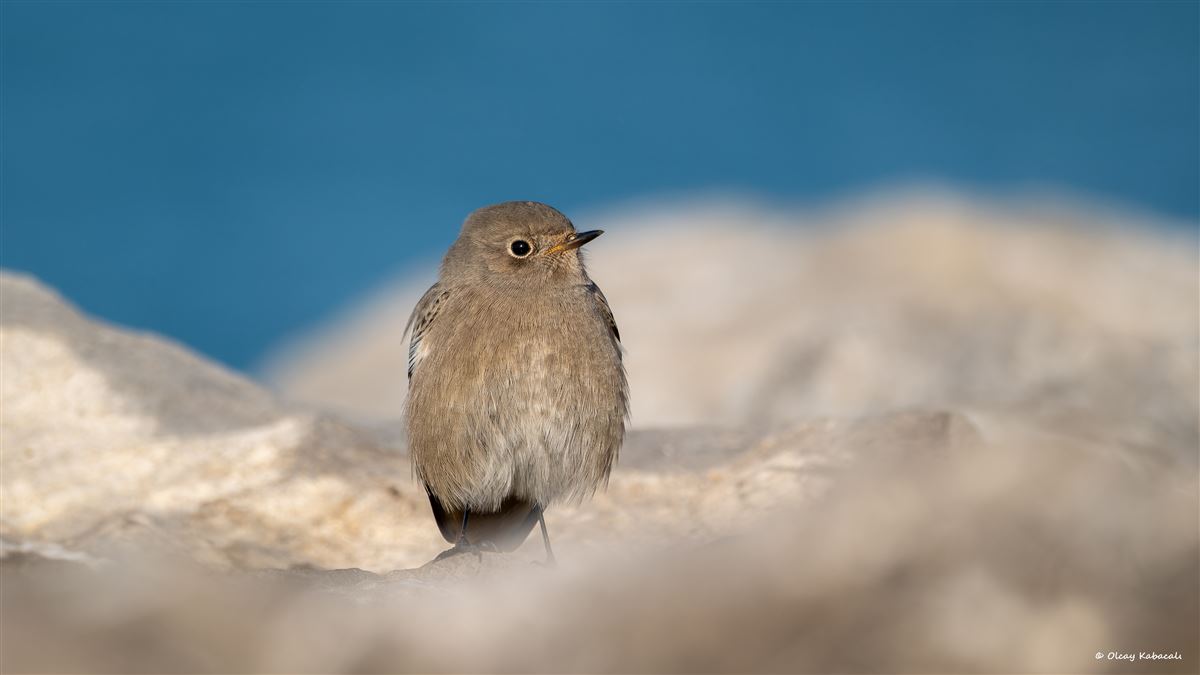 Black Redstart