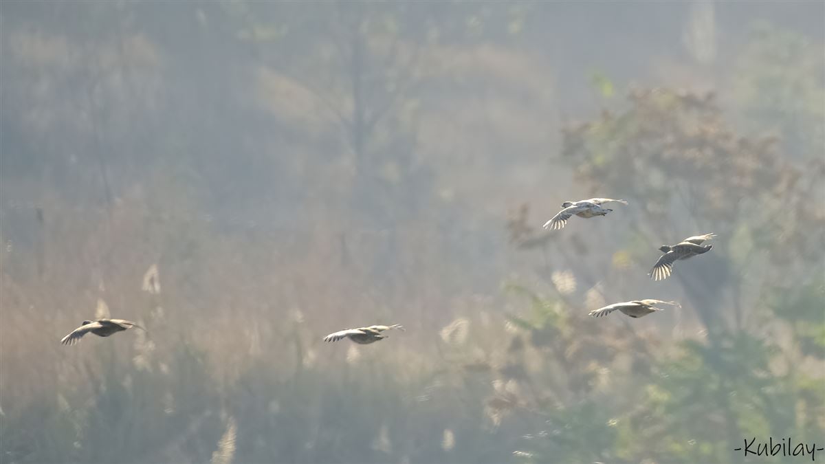 Grey Partridge