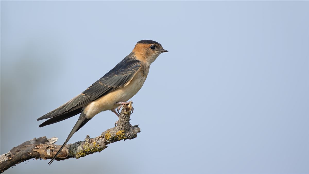 European Red-rumped Swallow