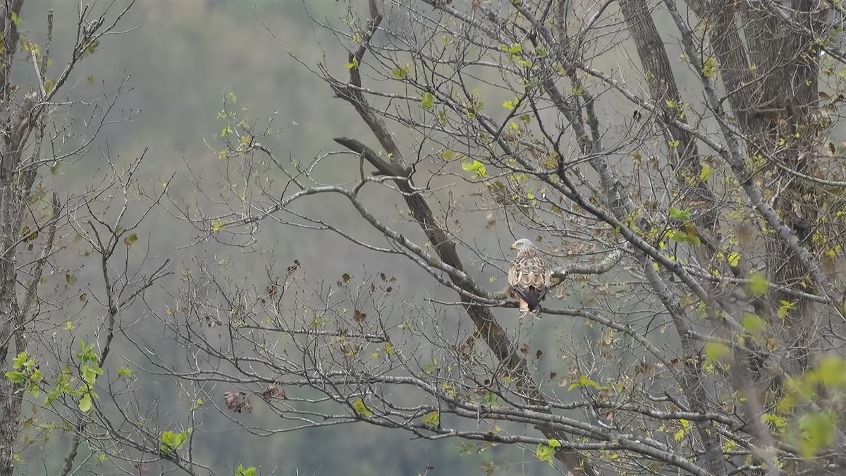 Red Kite