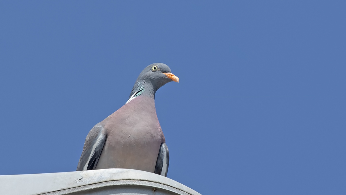 Common Wood Pigeon