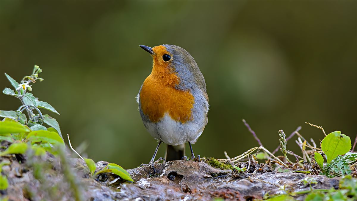 European Robin