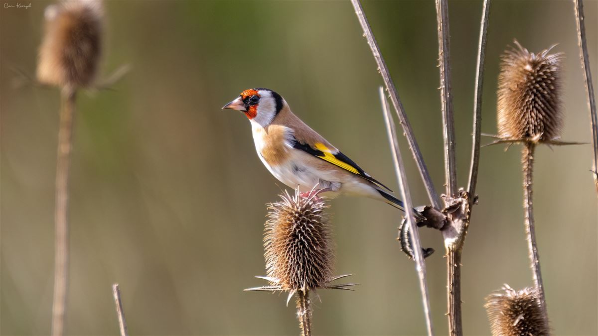 European Goldfinch