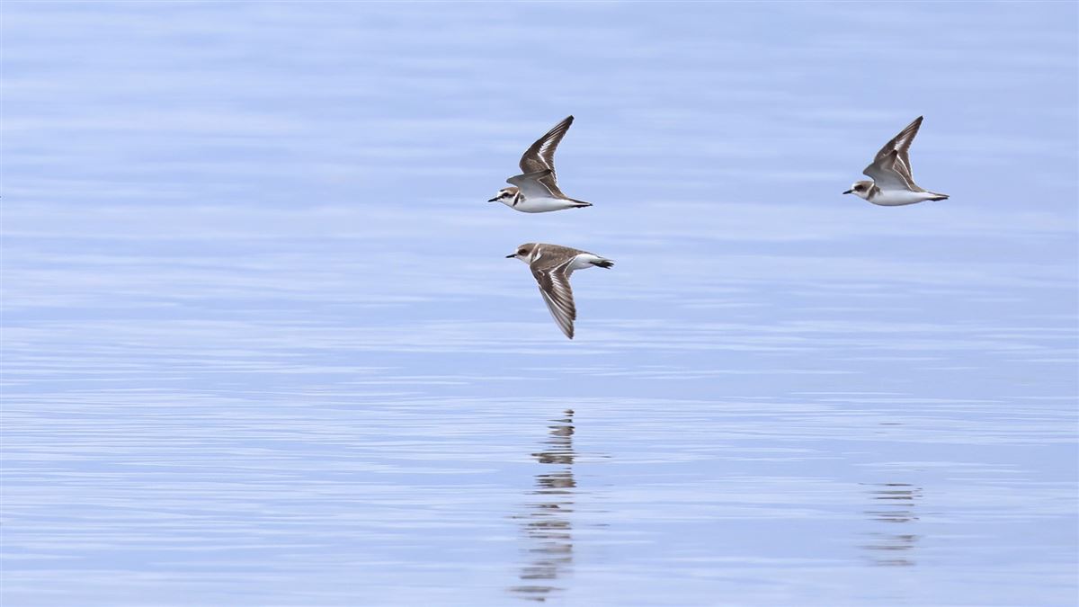 Kentish Plover