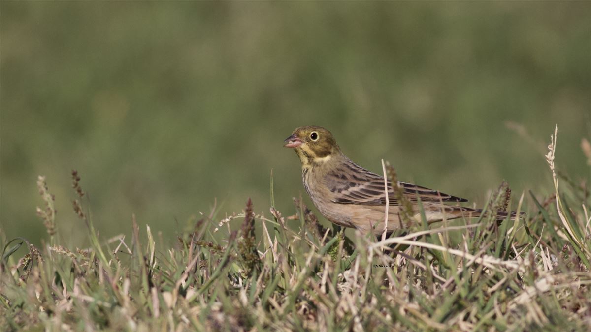 Ortolan Bunting