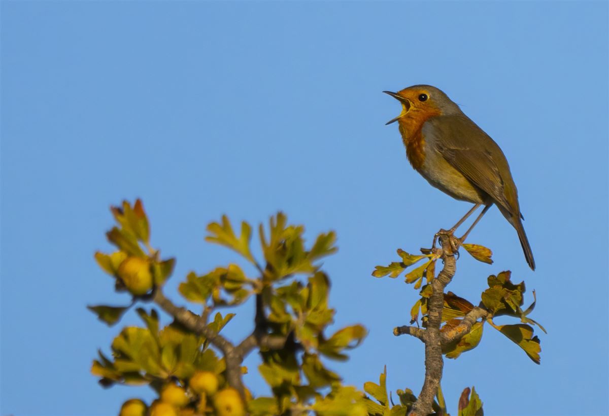 European Robin