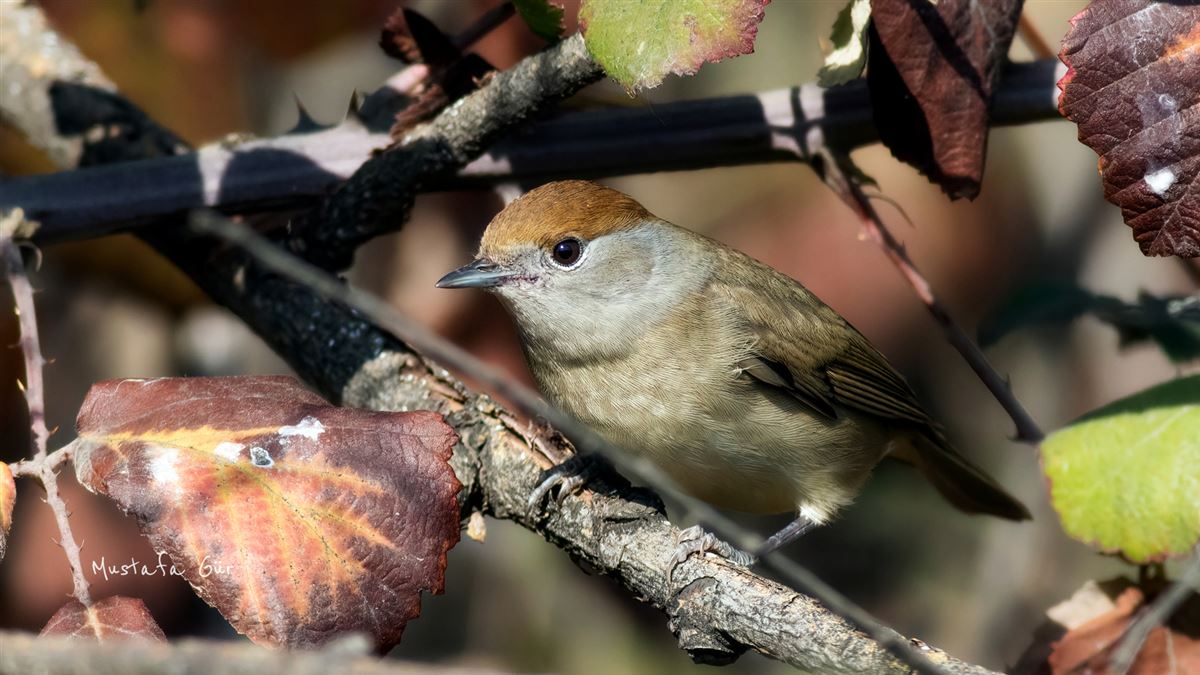 Eurasian Blackcap